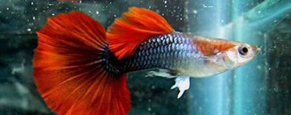 孔雀鱼能用过滤水吗?_养殖问答