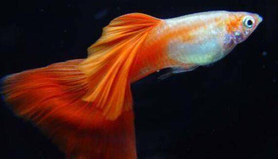 孔雀鱼能不能吃肉?_养鱼