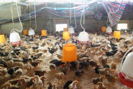 晚上不能喂鸡什么原因_养鸡