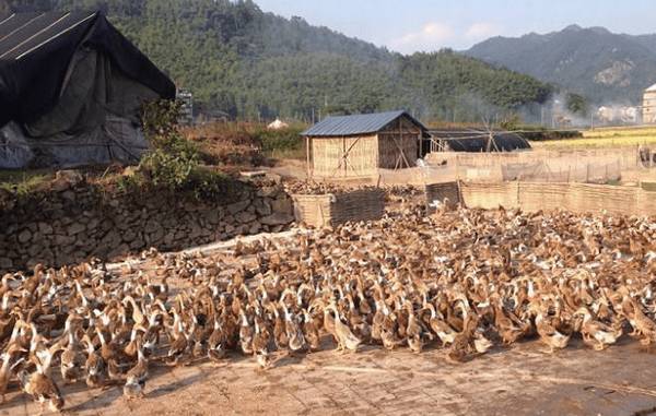 冬季提高鸭产蛋率的方法_养鸭