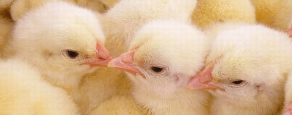 白羽肉鸡多久下蛋_养殖问答