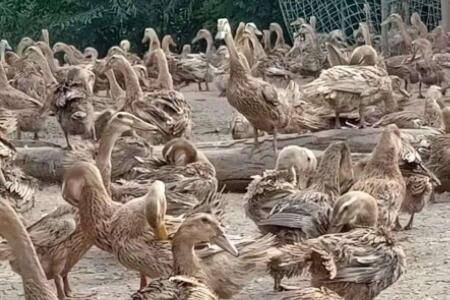 蛋鸭不同周龄的饲料配方_养鸭