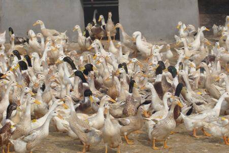 蛋鸭多长时间换毛?_养鸭