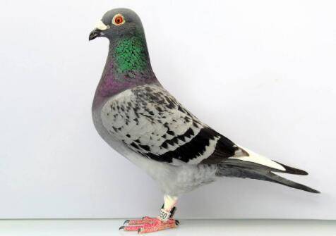 信鸽打喷嚏怎么治?_养鸽