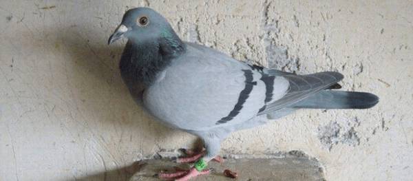 信鸽分速的计算方式_养殖问答