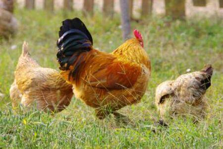 肉鸡采食量怎么计算,怎么提高采食量_养鸡