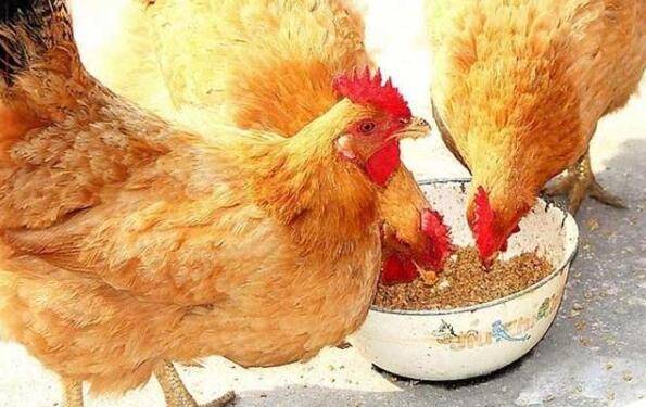 肉鸡饲料中添加油脂的注意事项_养鸡