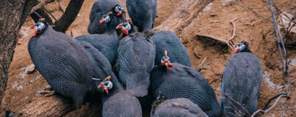 珍珠鸡最大能长到几斤_特禽养殖