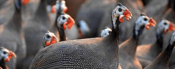 珍珠鸡适合的养殖条件_特禽养殖