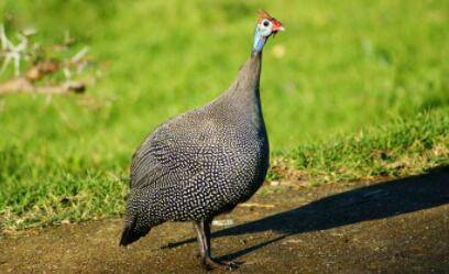 珍珠鸡一天能下多少个蛋?_特禽养殖