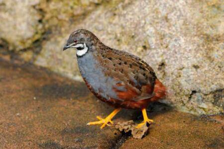 冬天芦丁鸡怎么养?_养鸡