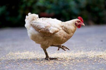 鸡不能吃小麦什么原因_养鸡