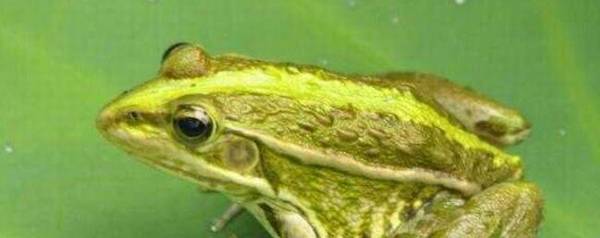 野生田鸡是不是保护动物_养殖问答