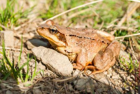 林蛙晚上进食吗,林蛙几月份开口吃食_养蛙