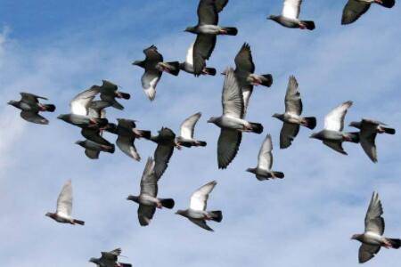 信鸽秋赛什么时间开始_养鸽