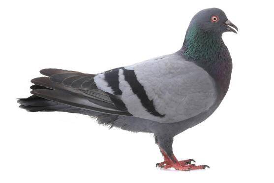 肉鸽能喂鸡饲料吗?_养鸽