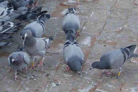 肉鸽颗粒饲料配方参考_养鸽