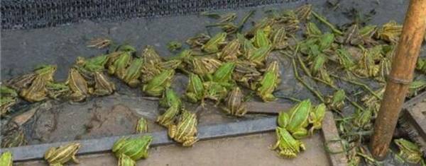 牛蛙怕不怕冷_养殖问答