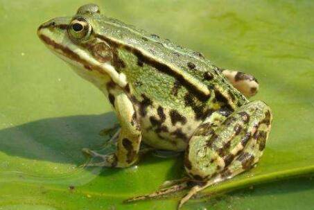 青蛙有几条腿?_养蛙