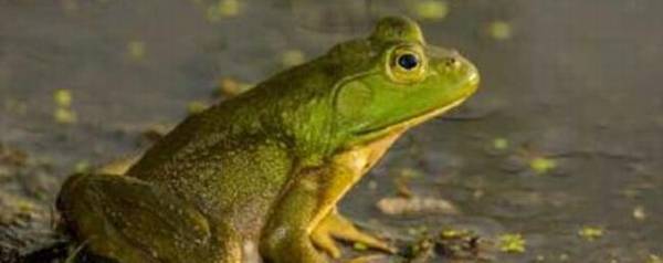 田鸡是青蛙吗,田鸡和青蛙有没有区别_养殖问答