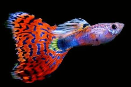 孔雀鱼能不能吃肉?_养鱼