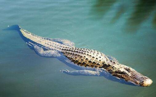 鳄鱼会下蛋吗?_养鱼