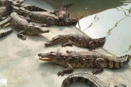 鳄鱼怕不怕热?_养鱼