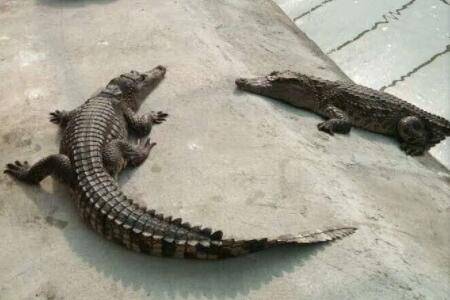 鳄鱼可以活多久?_养鱼