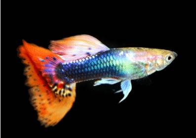 孔雀鱼水温多少时适合繁殖,孔雀鱼繁殖时注意什么_养鱼