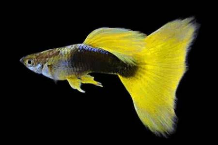 孔雀鱼拉白便什么原因,孔雀鱼拉白便是不是肠炎_养鱼