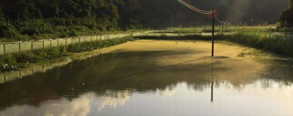 虾塘怎么除黑鱼,用什么药比较好?_养殖问答