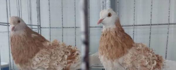 肉鸽吃什么食物,肉鸽饲料种类有哪些_养殖问答