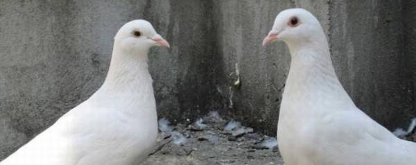 冬季养肉鸽要注意什么问题_养殖问答