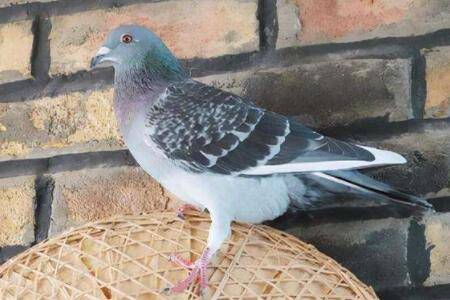 信鸽打喷嚏怎么治?_养鸽