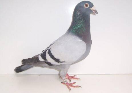 信鸽雌雄怎么鉴别_养鸽