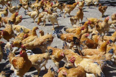 肉鸡侧身死什么原因?_养鸡