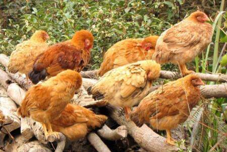 肉鸡喉咙有痰什么原因,怎么办?_养鸡