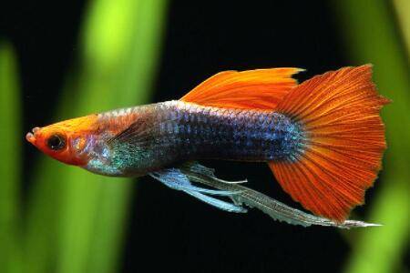 孔雀鱼生小鱼时用喂食吗?_养鱼