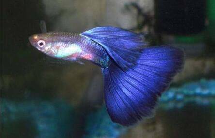 孔雀鱼生完小鱼怎么处理?_养鱼