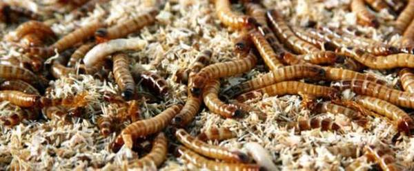 黄粉虫是害虫?_养殖问答