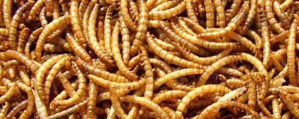 黄粉虫怎么过冬,黄粉虫冬天会不会冻死_养殖问答