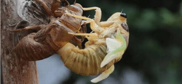 金蝉如何脱壳,金蝉的脱壳过程_养殖问答