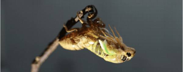 金蝉冻了为什么黑,金蝉冷冻变黑怎么处理_养殖问答