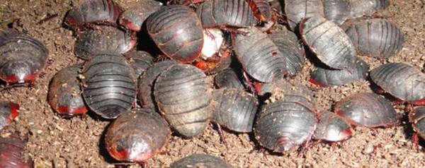 土元会不会咬人_养殖问答