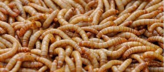 黄粉虫怎么放养?_养殖问答