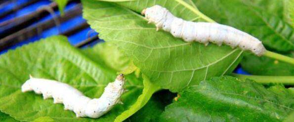 养蚕怎么换桑叶,怎么采摘桑叶_养殖问答