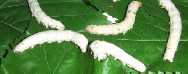 养蚕室温度低怎么办_养殖问答