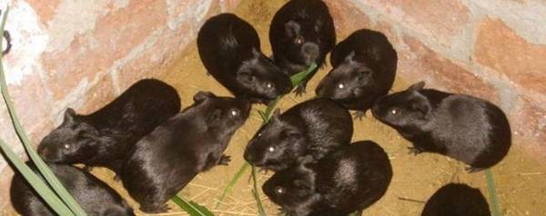 黑豚幼崽一般几个月成年_养殖问答