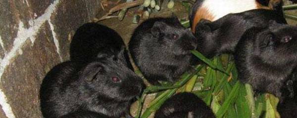 黑豚和竹鼠的区别_养殖问答