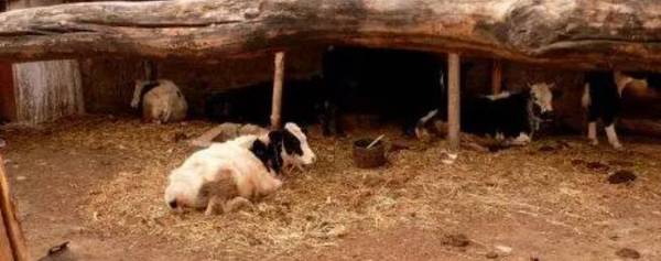 养牛怎么建牛圈_养殖问答
